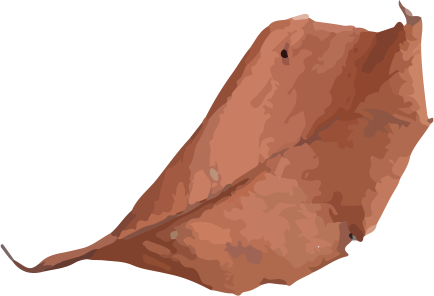 leaf